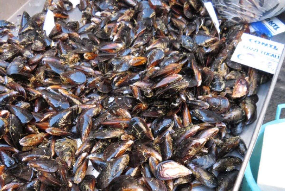 cozze tonno affumicato salmonella