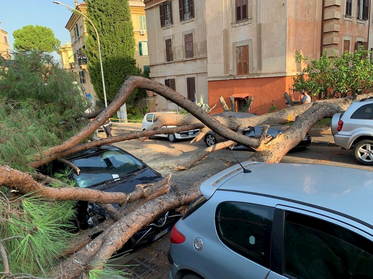 Albero crollato a Garbatella