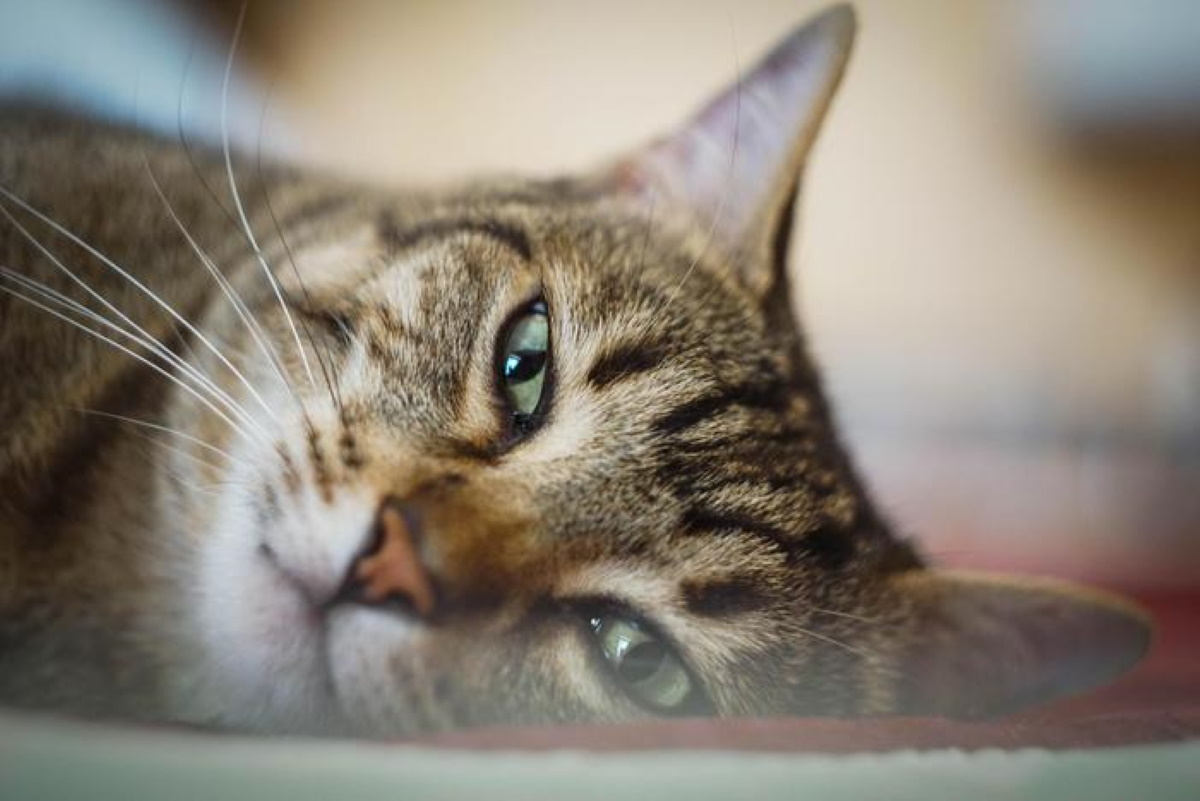 Gatti uccisi per vendetta: condannato ex compagno