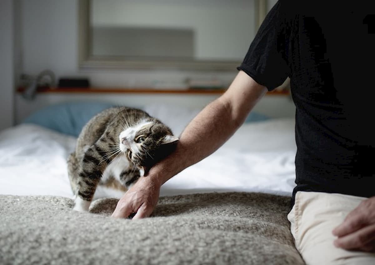 Anche i gatti si affezionano