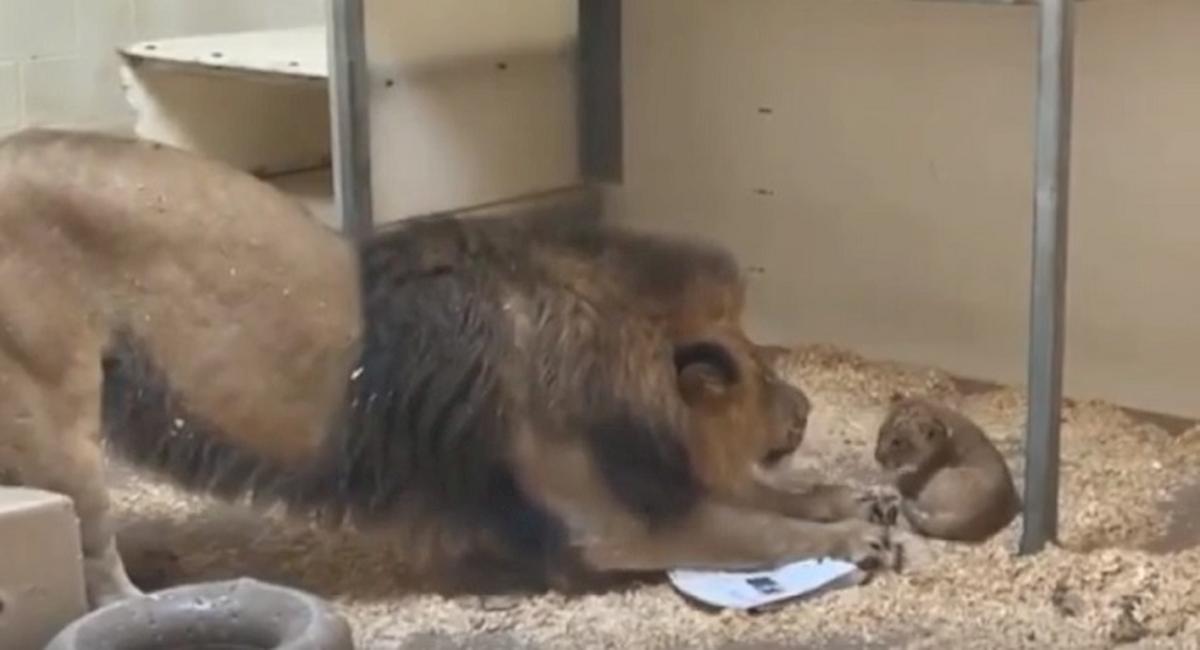 leone allo zoo di denver