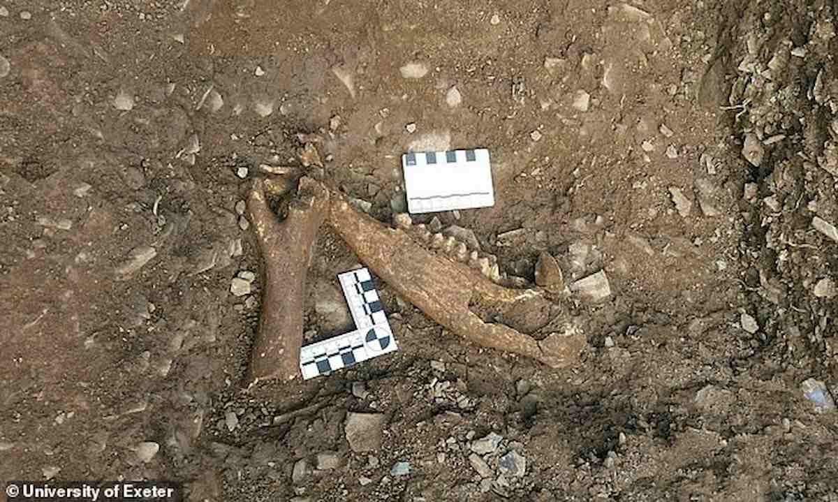 Devon, scoperta macelleria dell'Impero Romano: risale a 1700 anni fa