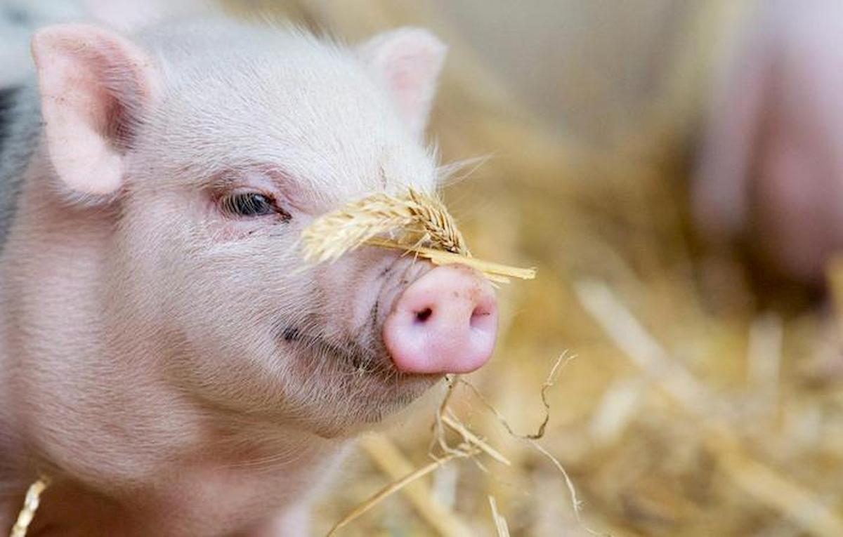 Peste suina, nuovo incubo dopo il Covid? Stop carni dalla Germania. In Canada un contagiato