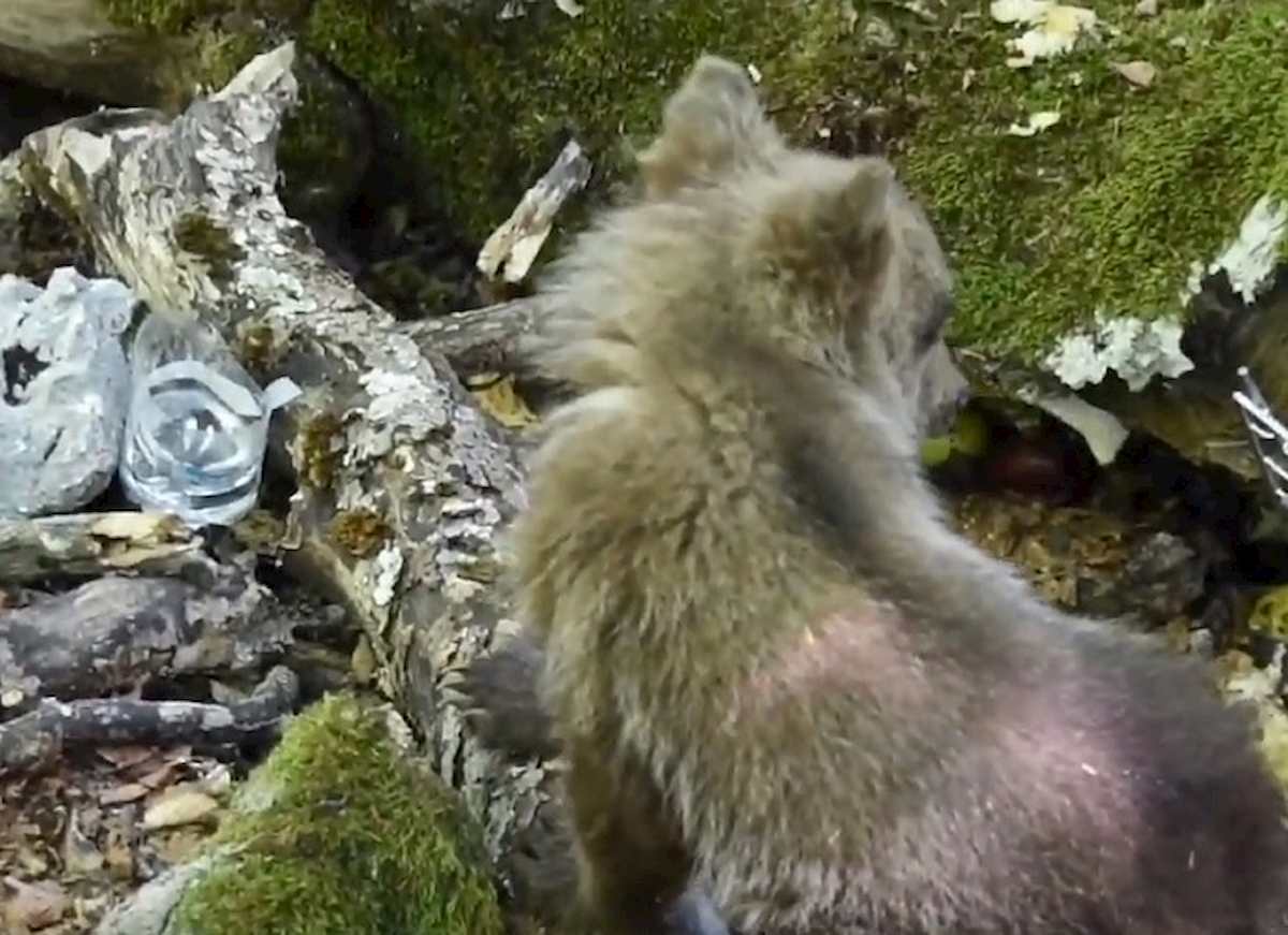 cuccolo orso ritrova la madre
