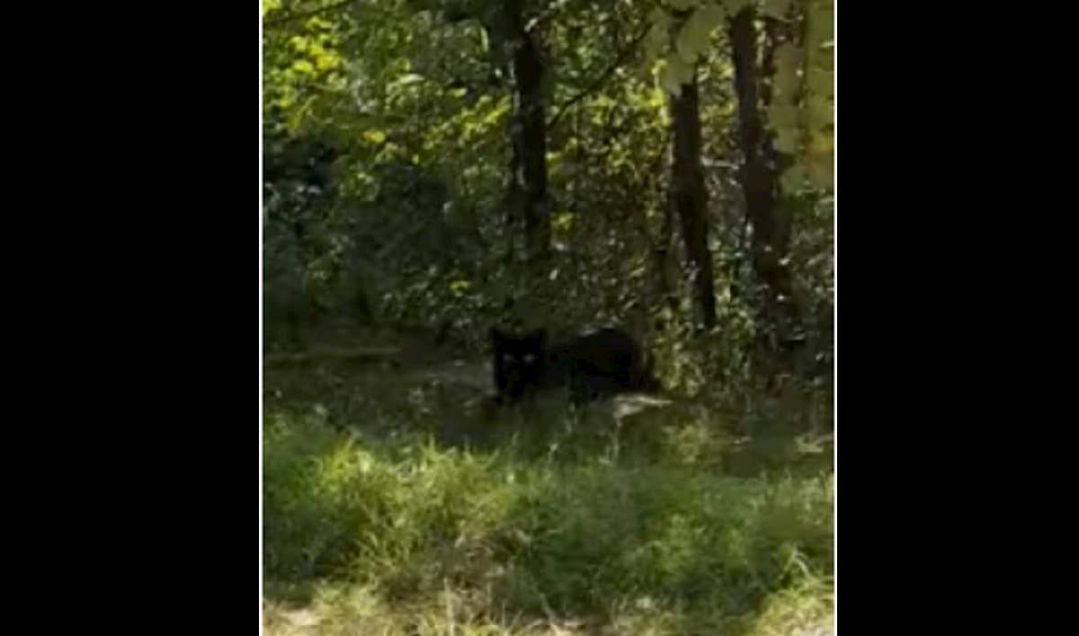 Cremona, è ancora allarme pantera. Ora c'è video del grosso felino