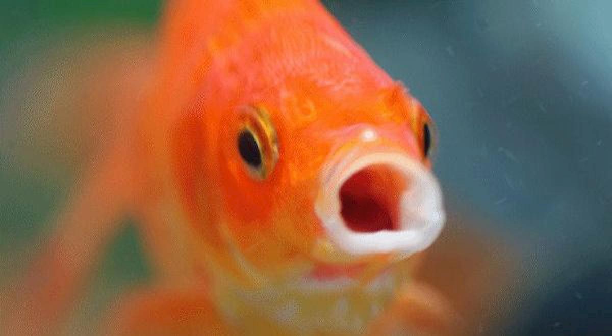 Pesce rosso di un grammo operato di tumore all'addome: è il più piccolo paziente del Regno Unito