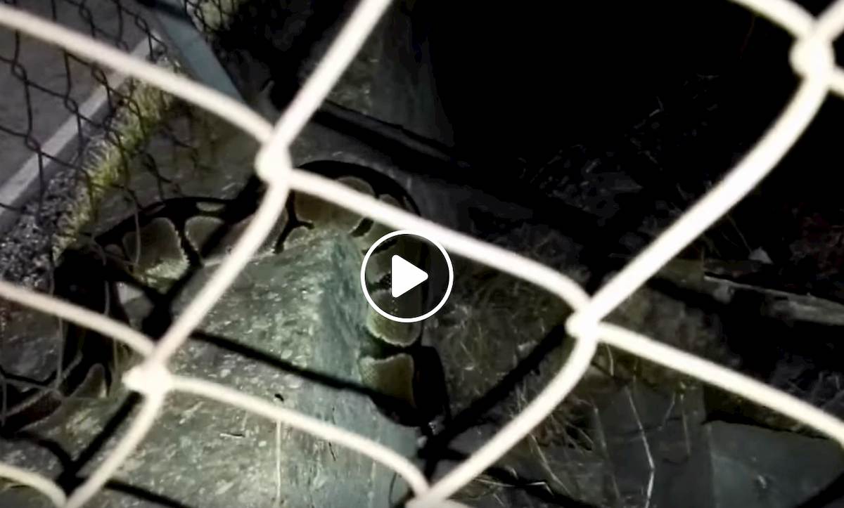 Pitone avvistato a Roma, via Falcognana: "State attenti, era nel mio giardino"