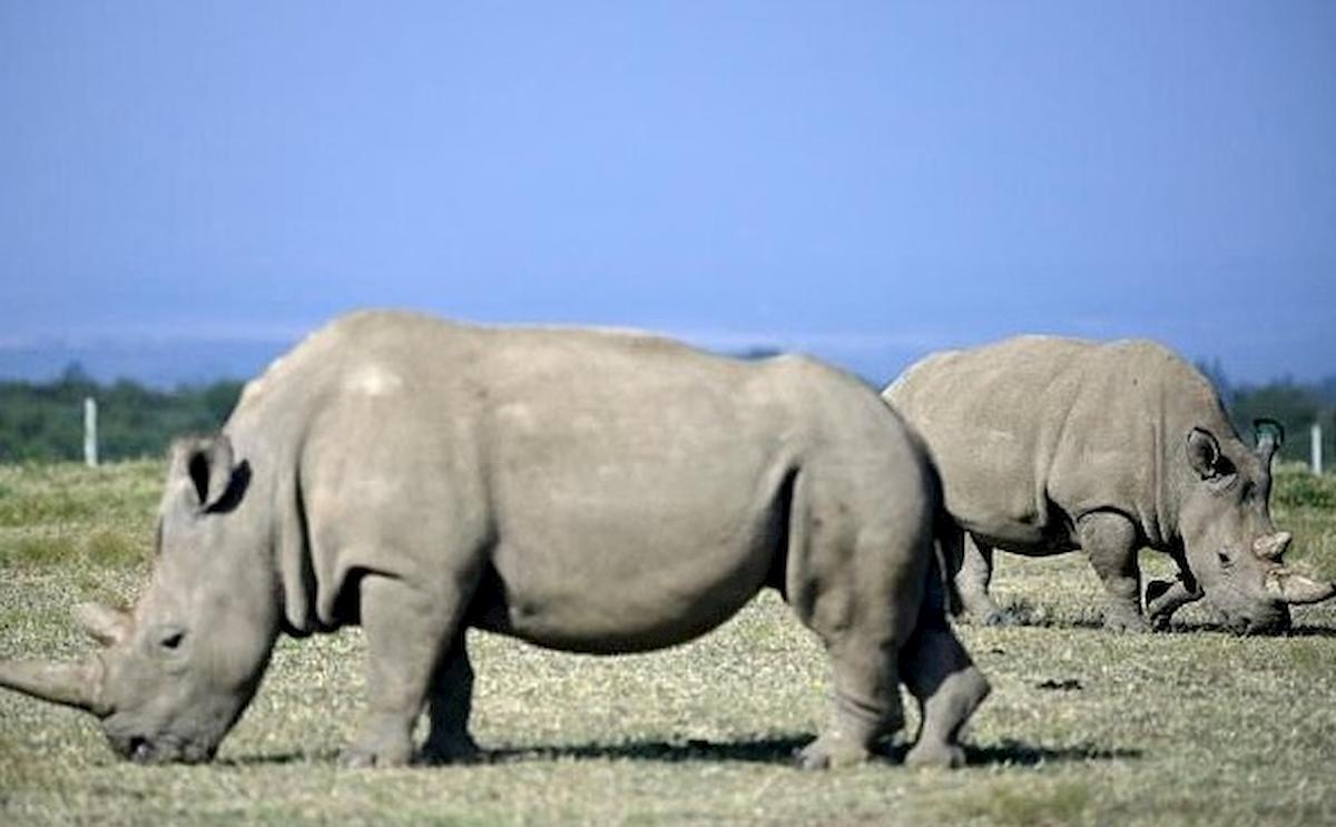 Rinoceronte bianco, creati embrioni con sperma congelato per salvarlo da estinzione. Sono rimaste solo 2 femmine