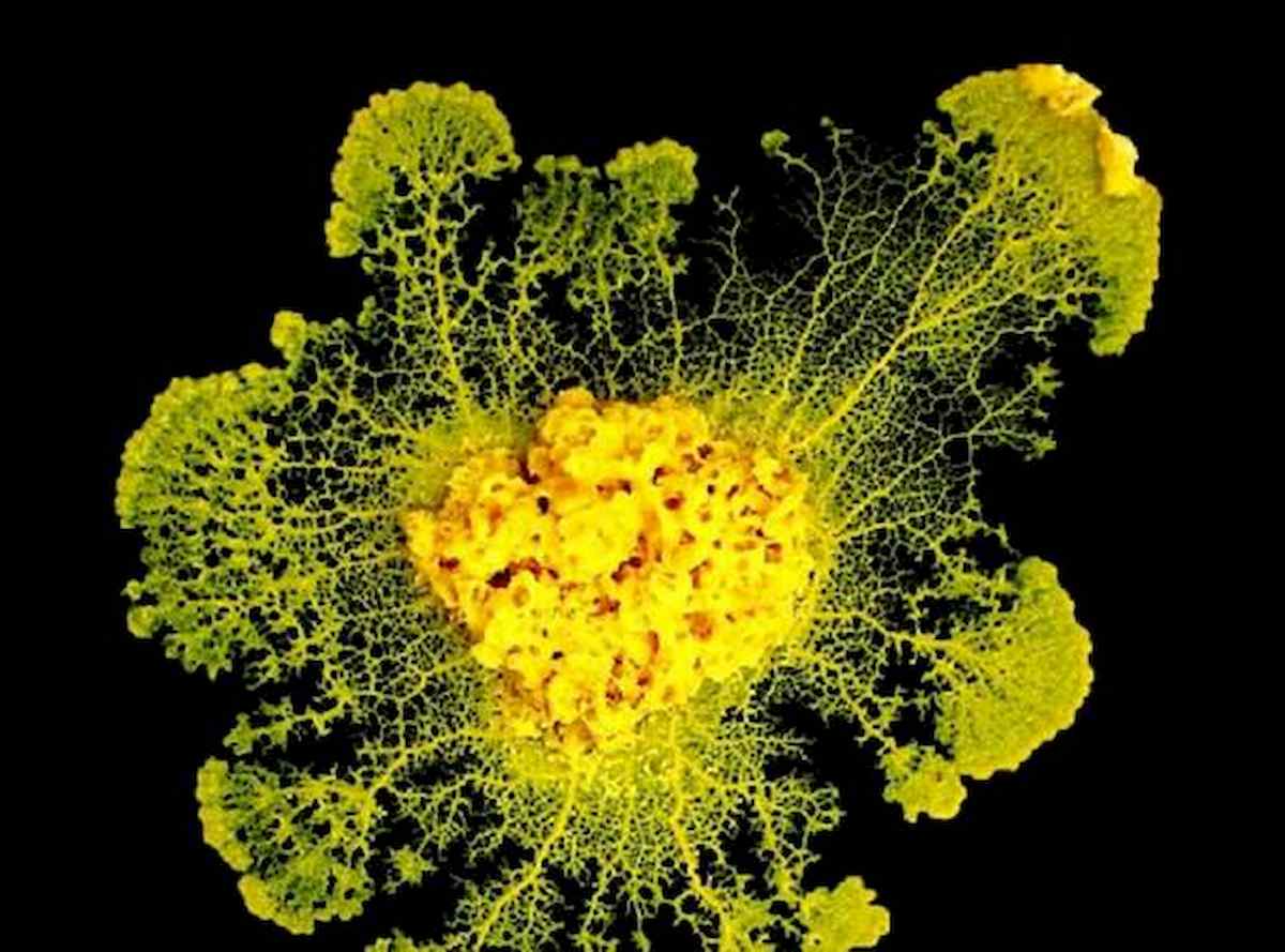 Il Blob che si muove, mangia e non ha cervello