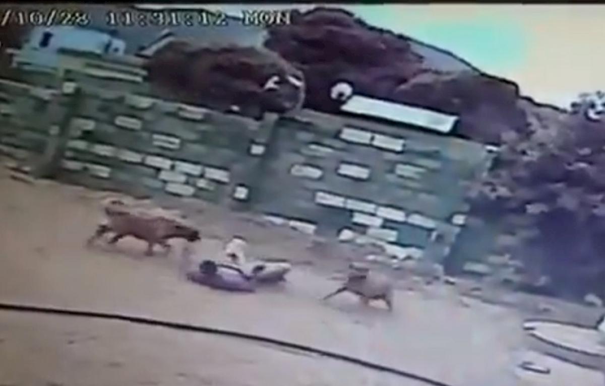 Sudafrica, ladro salta nel cortile cani lo sbranano