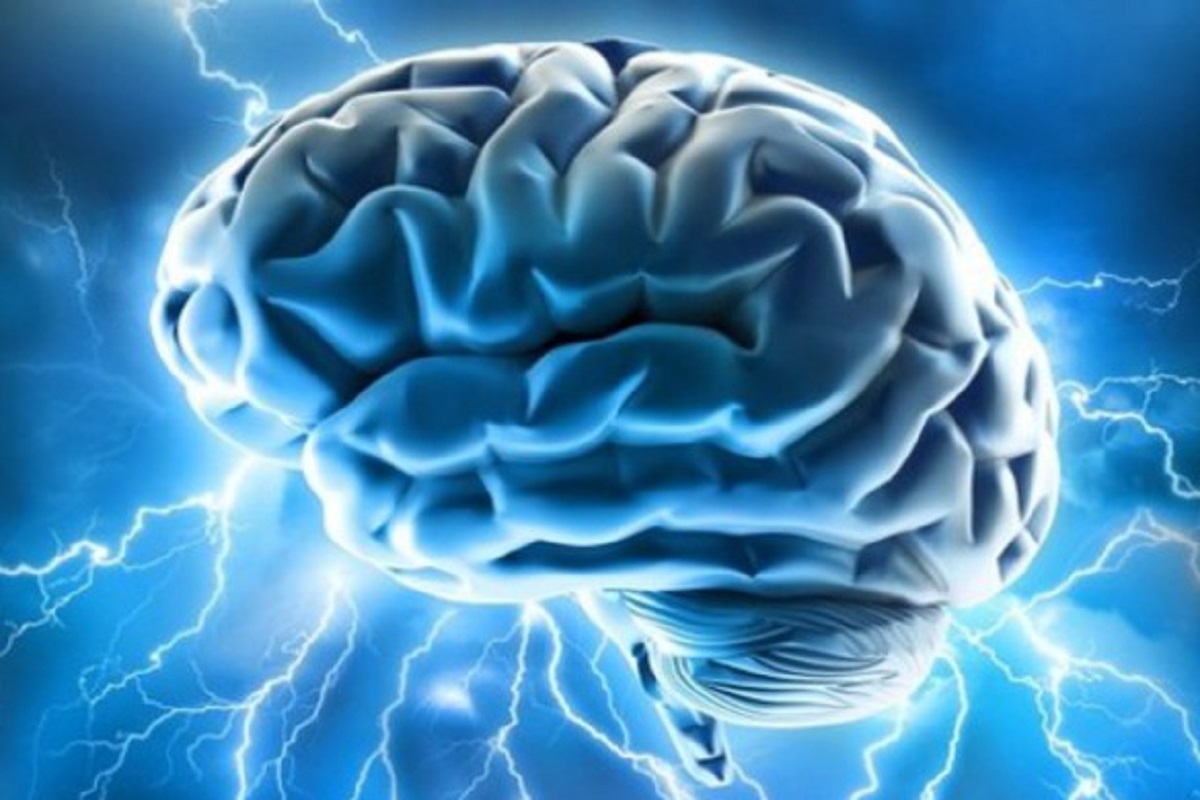 Il cervello umano, Ansa