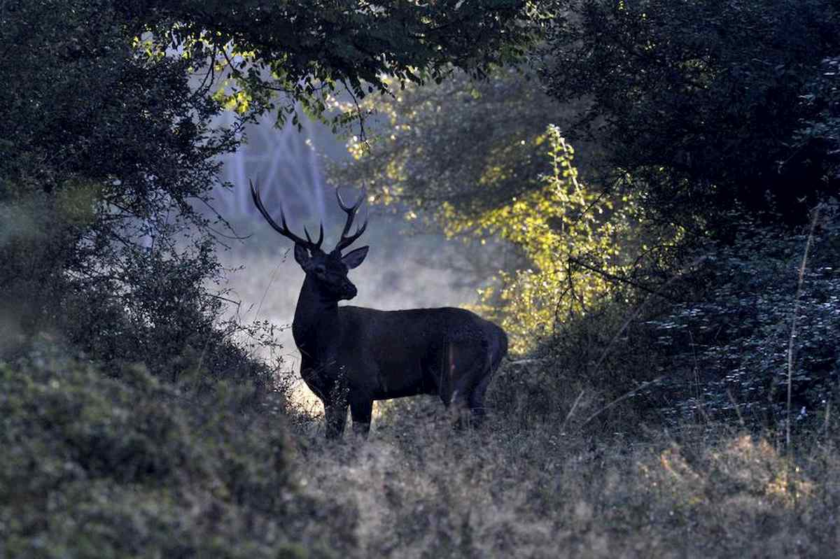 Cervi con la tubercolosi in Usa: cacciatore contagiato