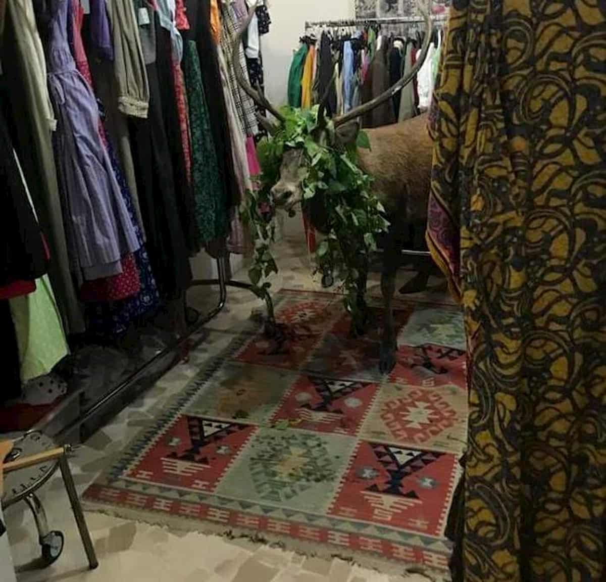 Cortina d'Ampezzo, cervo si perde e si rifugia in un negozio