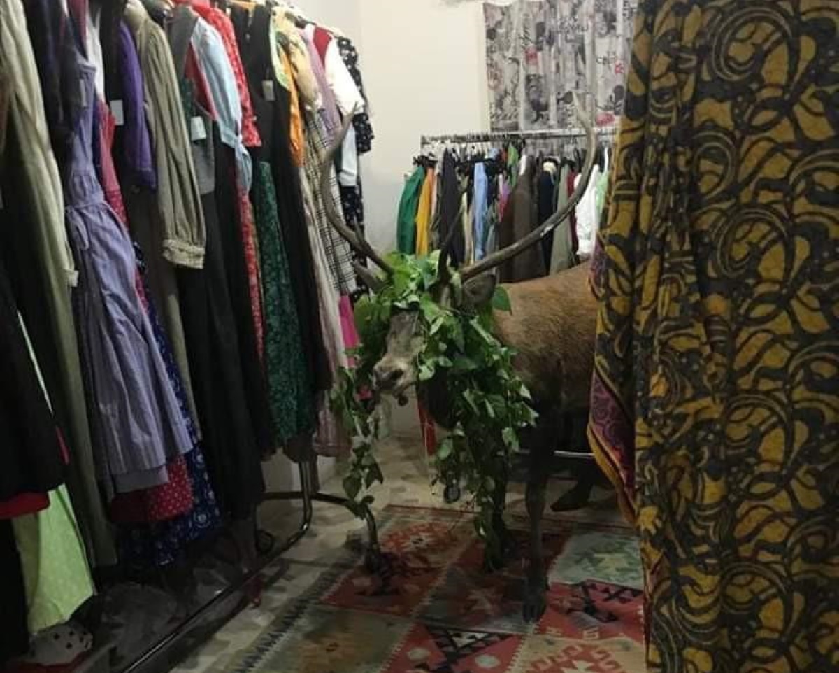 Cortina cervo entra negozio sedato