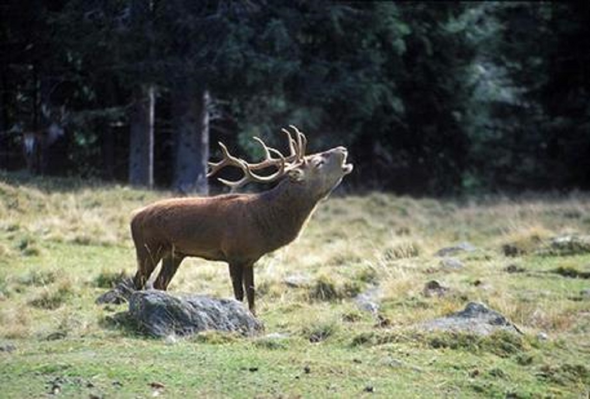 Cacciatore spara a un cervo e si avvicina pensando sia morto, l'animale si rialza e lo uccide