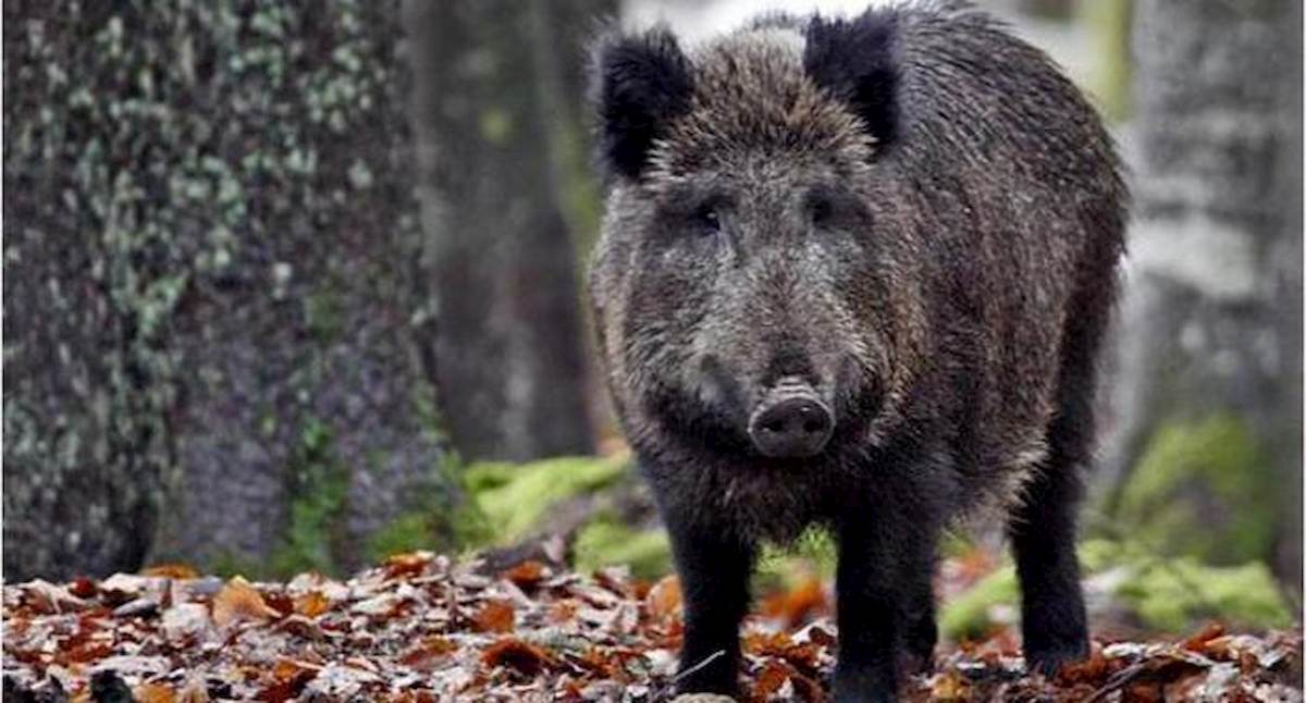 Cinghiale congelato per frodare l'assicurazione