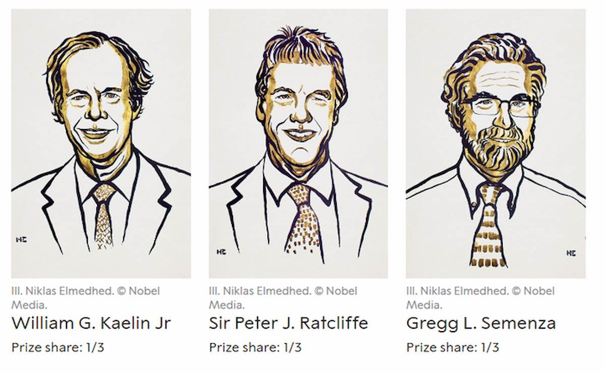Nobel Medicina 2019 a Ratcliffe, Semenza e Kaelin