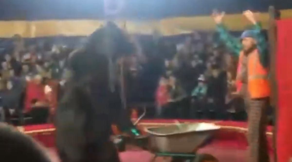 Orso circo russia attacco domatore