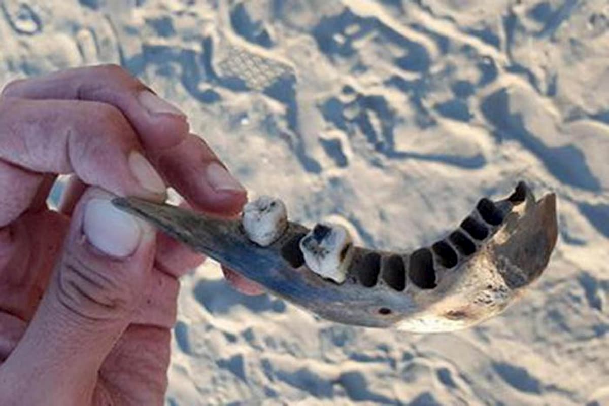 Isabella Noventa, non sono sue le ossa ritrovate sulla spiaggia di Albarella