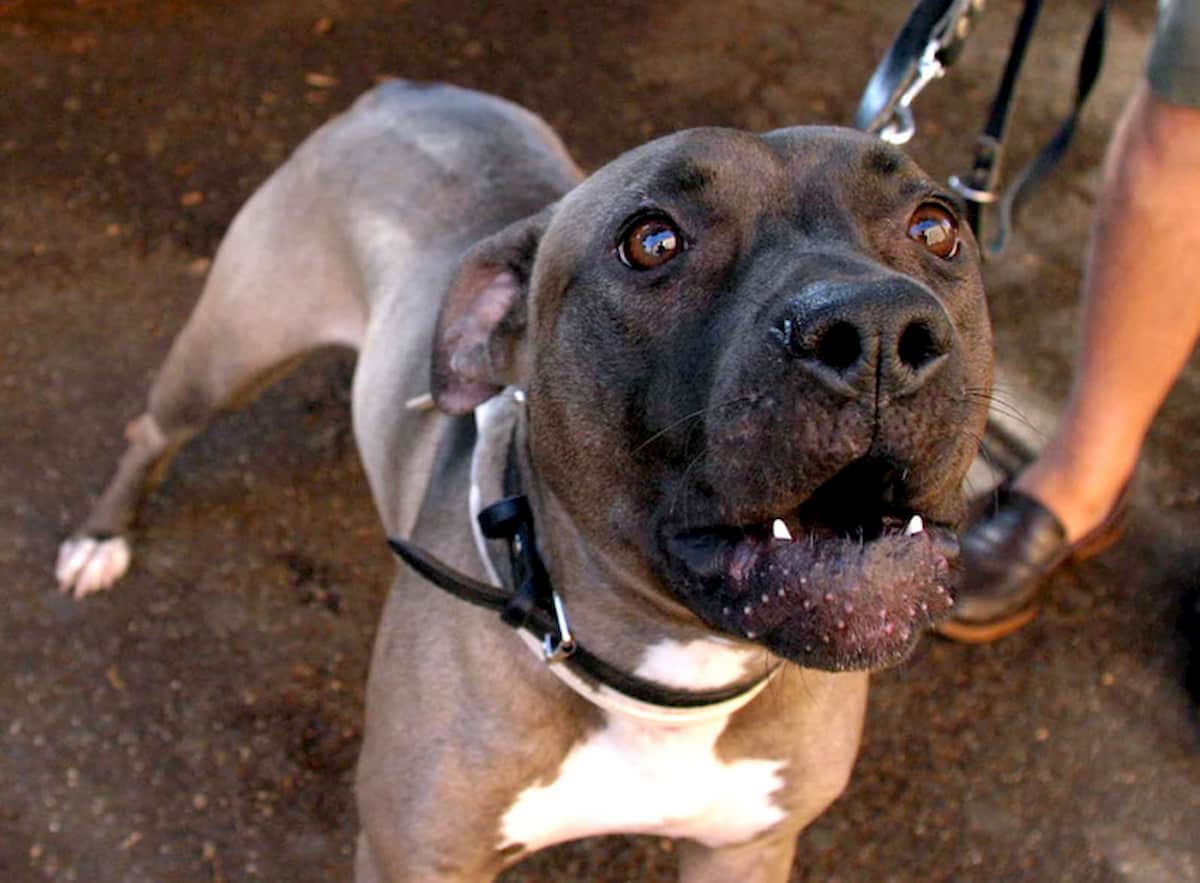Lagosanto, due pitbull sbranano e uccidono un cagnolino e feriscono la sua padrona