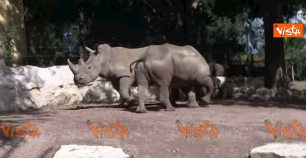 Thomas e Kibo, i due rinoceronti bianchi arrivati al Bioparco di Roma VIDEO