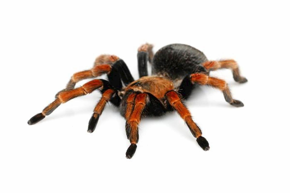 San Francisco invasa da migliaia di tarantole in calore: è colpa del caldo