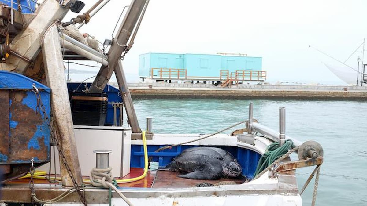 Tartaruga liuto da 300 kg pescata a Riccione
