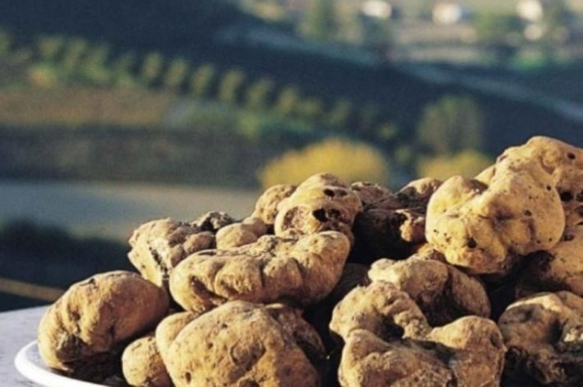 tartufo bianco acqualagna quotazioni