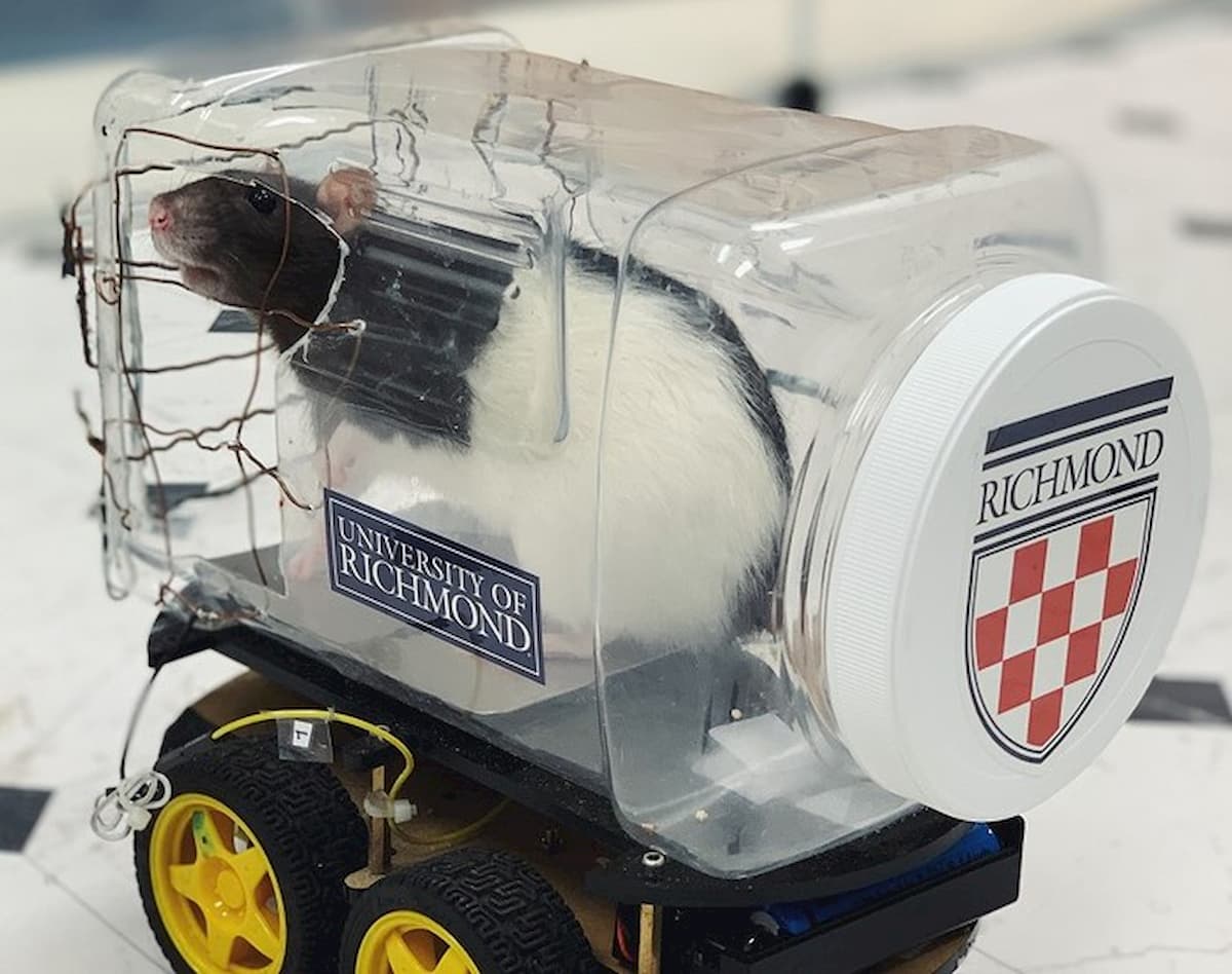 Topi alla guida, felici e rilassati. Il test