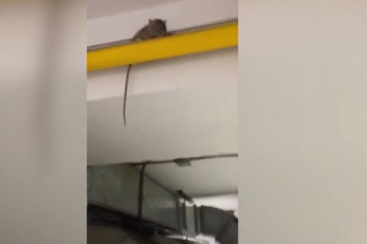 Il topo filmato nella cucina della scuola