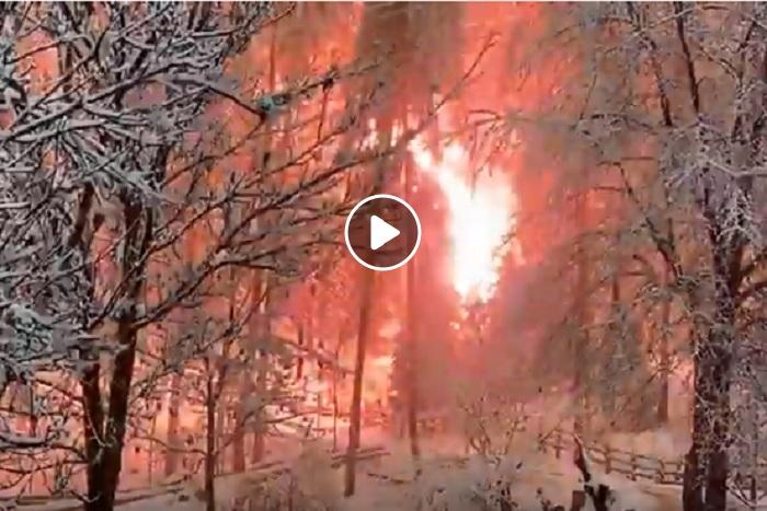 alto adige, alberi su tralicci