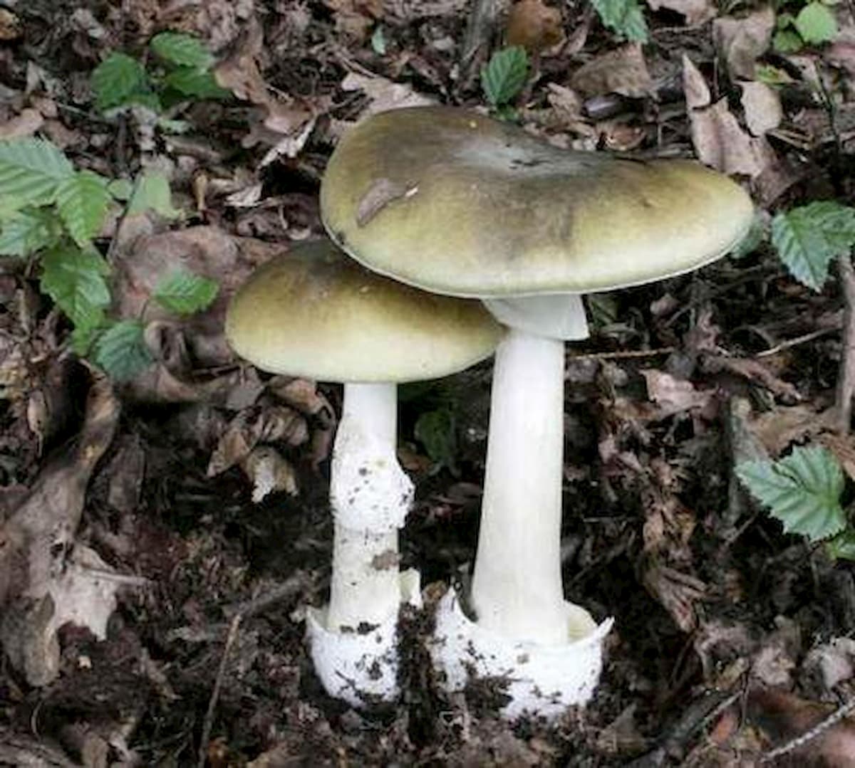 Torino, mangia un fungo Amanita Phalloides: salvata da un trapianto di fegato d'urgenza