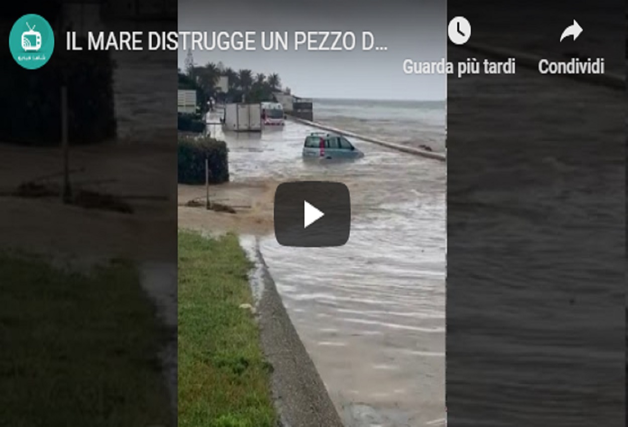 Aurelia allagata, YouTube