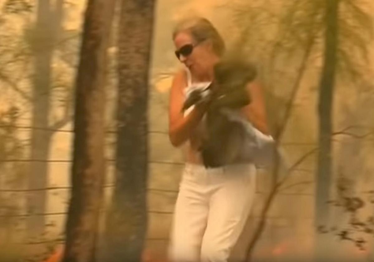 australia, donna salva koala