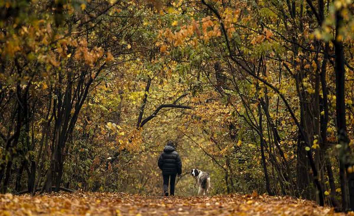 Cani, gridargli contro o punirlo con severità li destabilizza e stressa. Il test