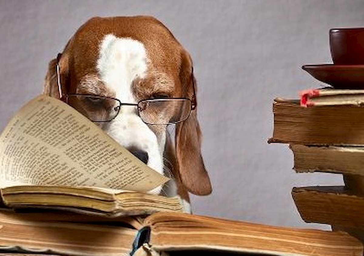 Cani, la formula per calcolare l'età in anni umani: non basta moltiplicare per 7