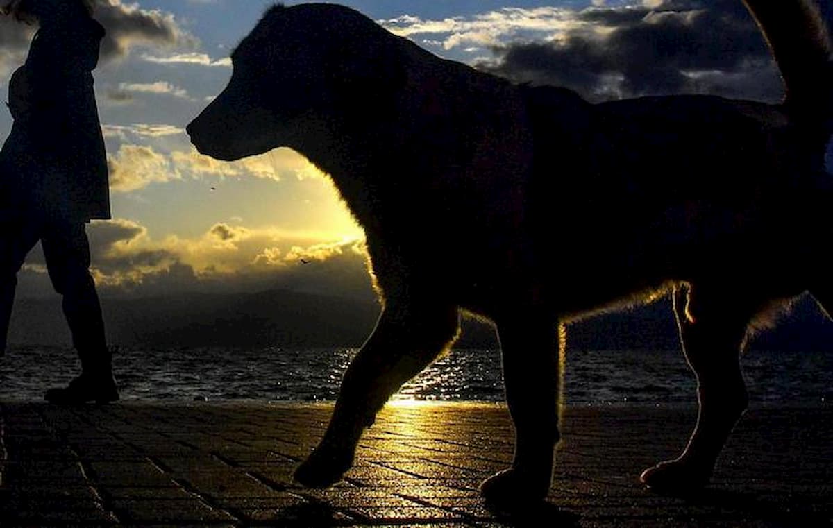 Animali esseri "senzienti", il disegno di legge esagera: possono entrare in Chiesa o al ristorante