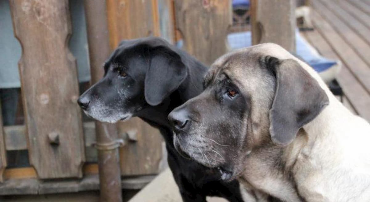 Cani, nel 2018 novemila furti sventati grazie al loro abbaiare