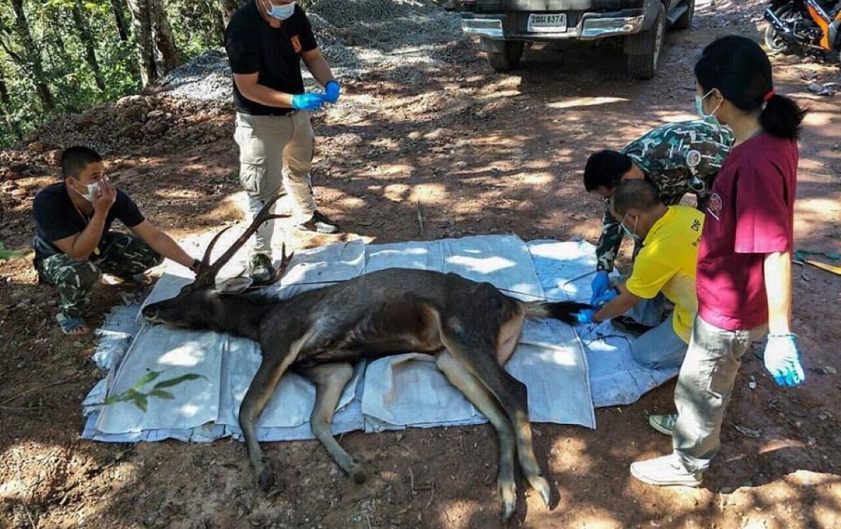 Thailandia, cervo morto in parco nazionale aveva chili plastica stomaco