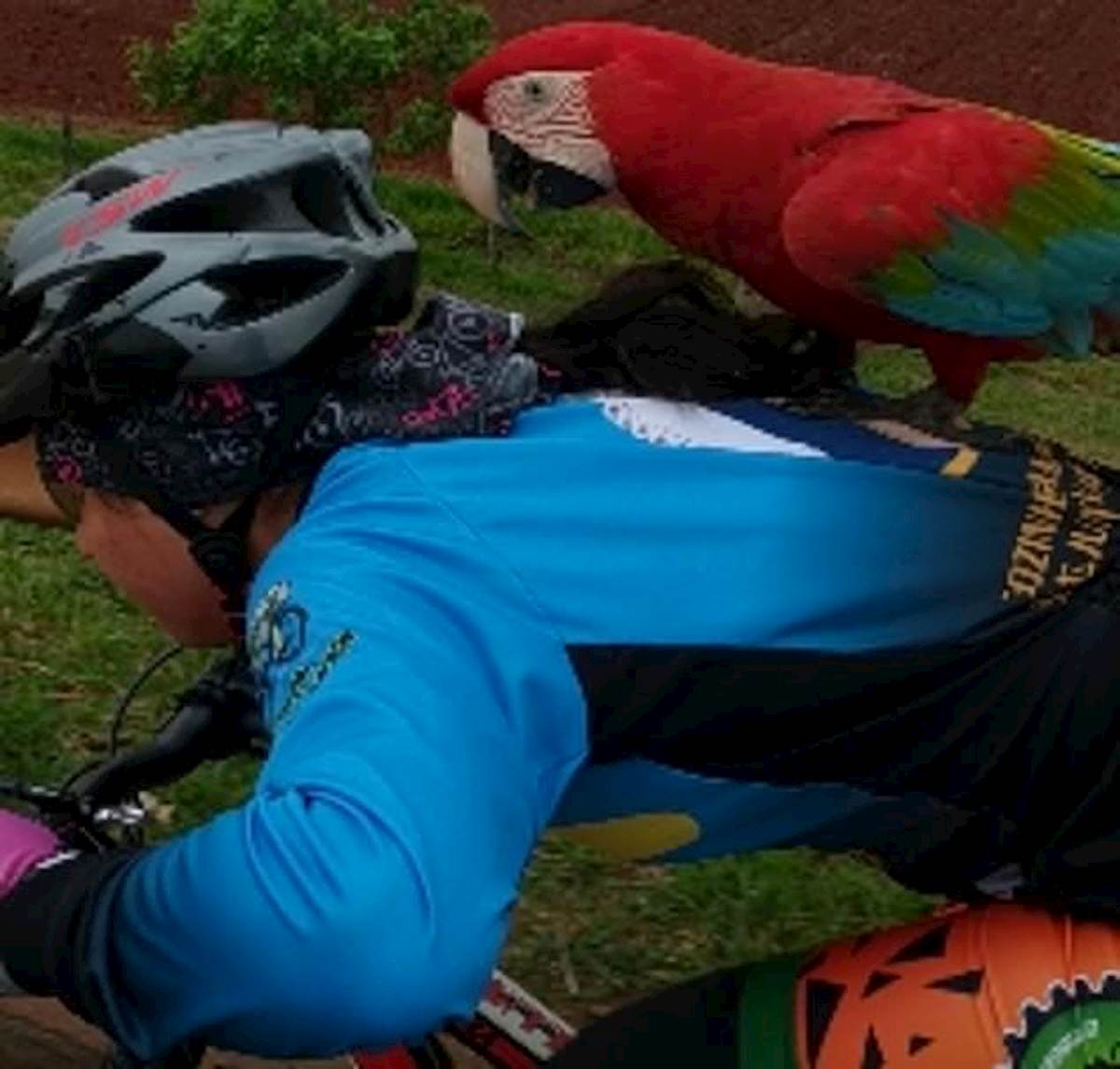 ciclista schiena pappagallo