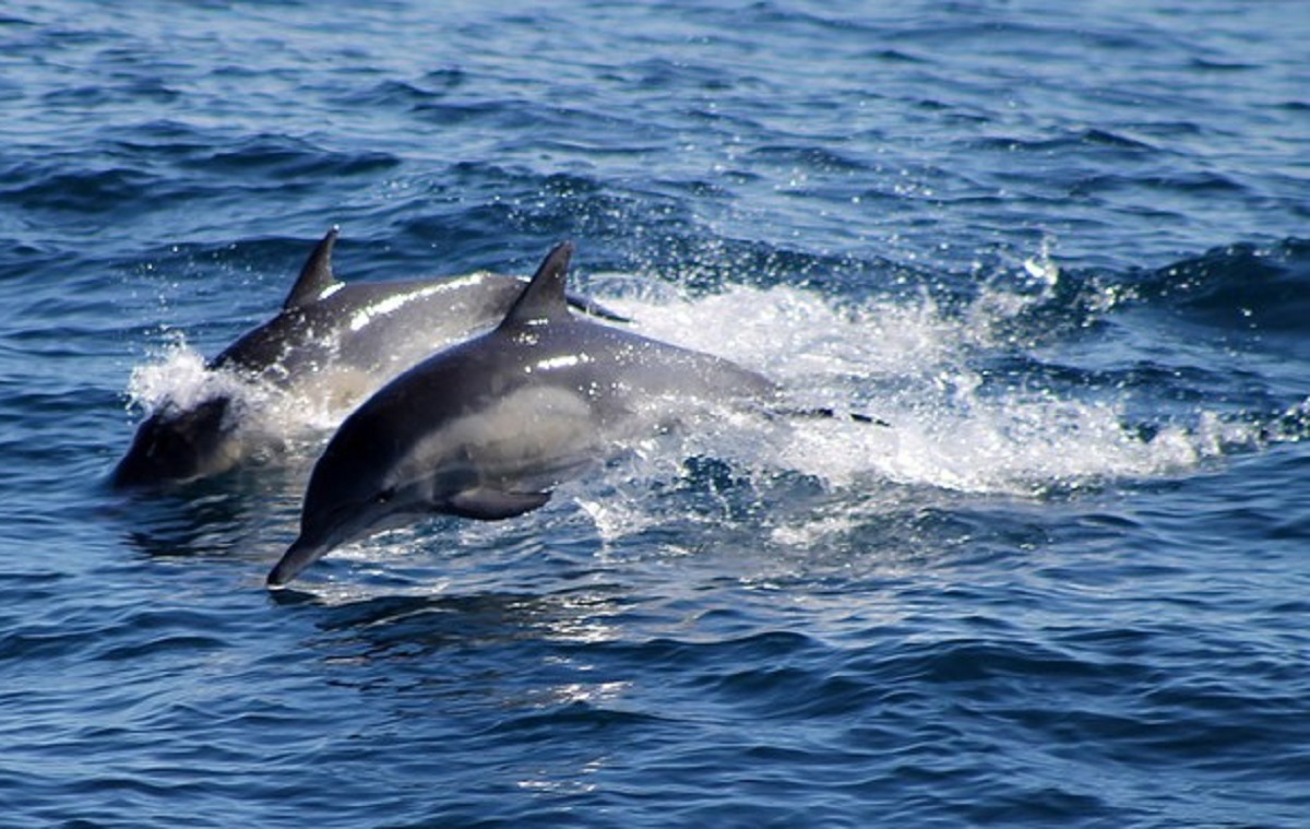 Delfini attaccano e trascinano bimba sott'acqua: salva per miracolo