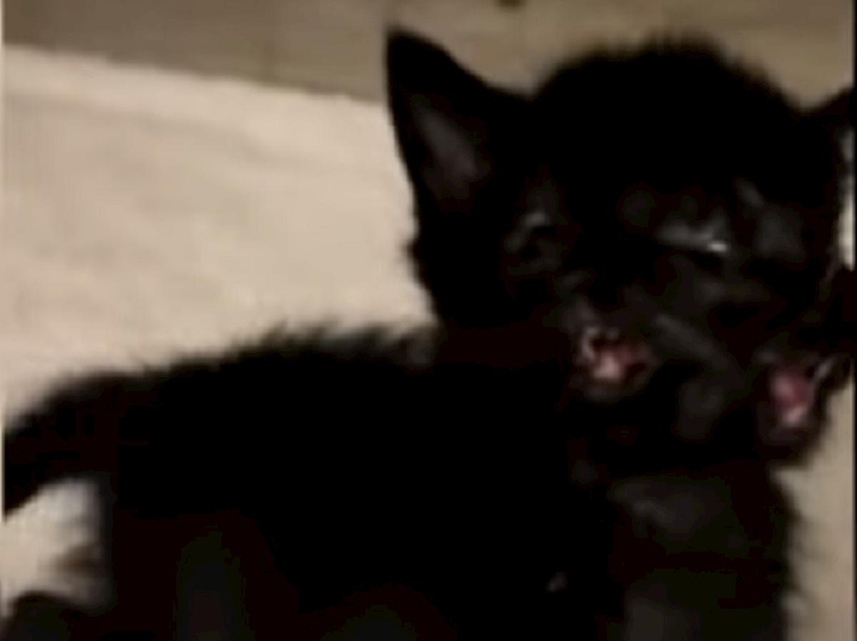 la gatta duo in california