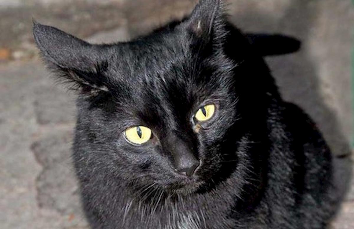 gatto nero foto milano