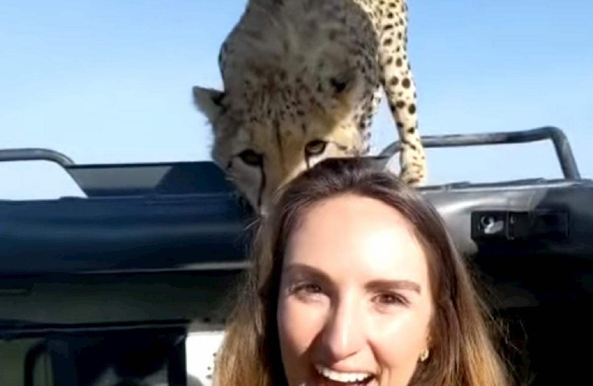 ghepardo safari tanzania