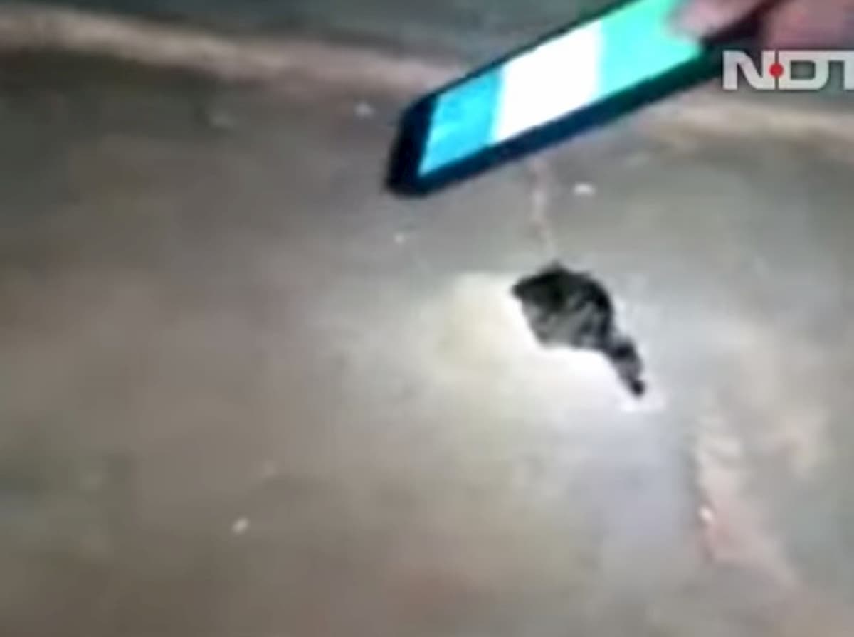 India, bambina di 10 anni muore per il morso di un serpente a scuola