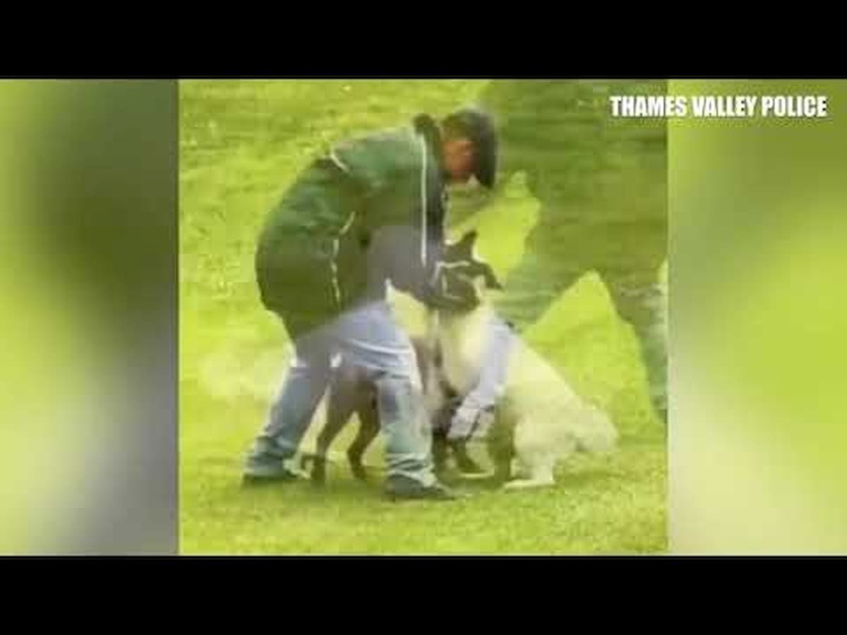 Gran Bretagna. Picchia il cane e prende 23 settimane di carcere