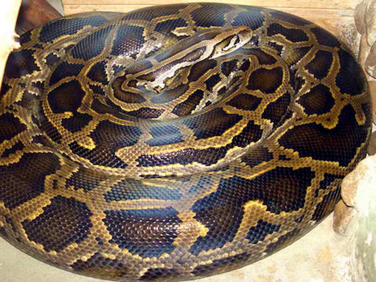 Usa, 36enne strangolata da un pitone a casa dello sceriffo: nell'abitazione 140 serpenti