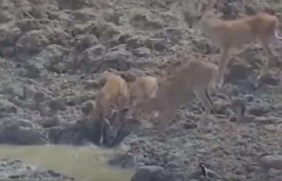 pitone gigante salta e afferra cervo