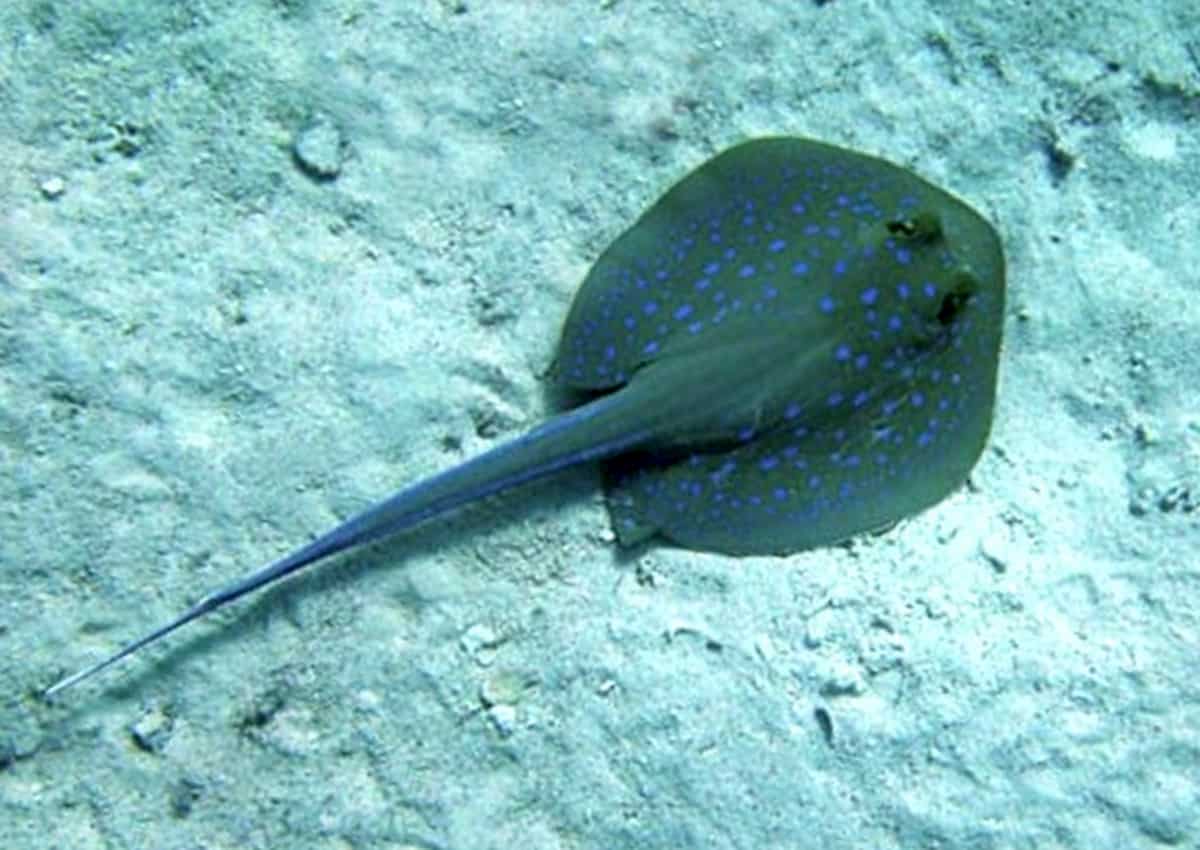 Costa Rica, 12enne italiano punto da una razza velenosa: è paralizzato dal tronco in giù