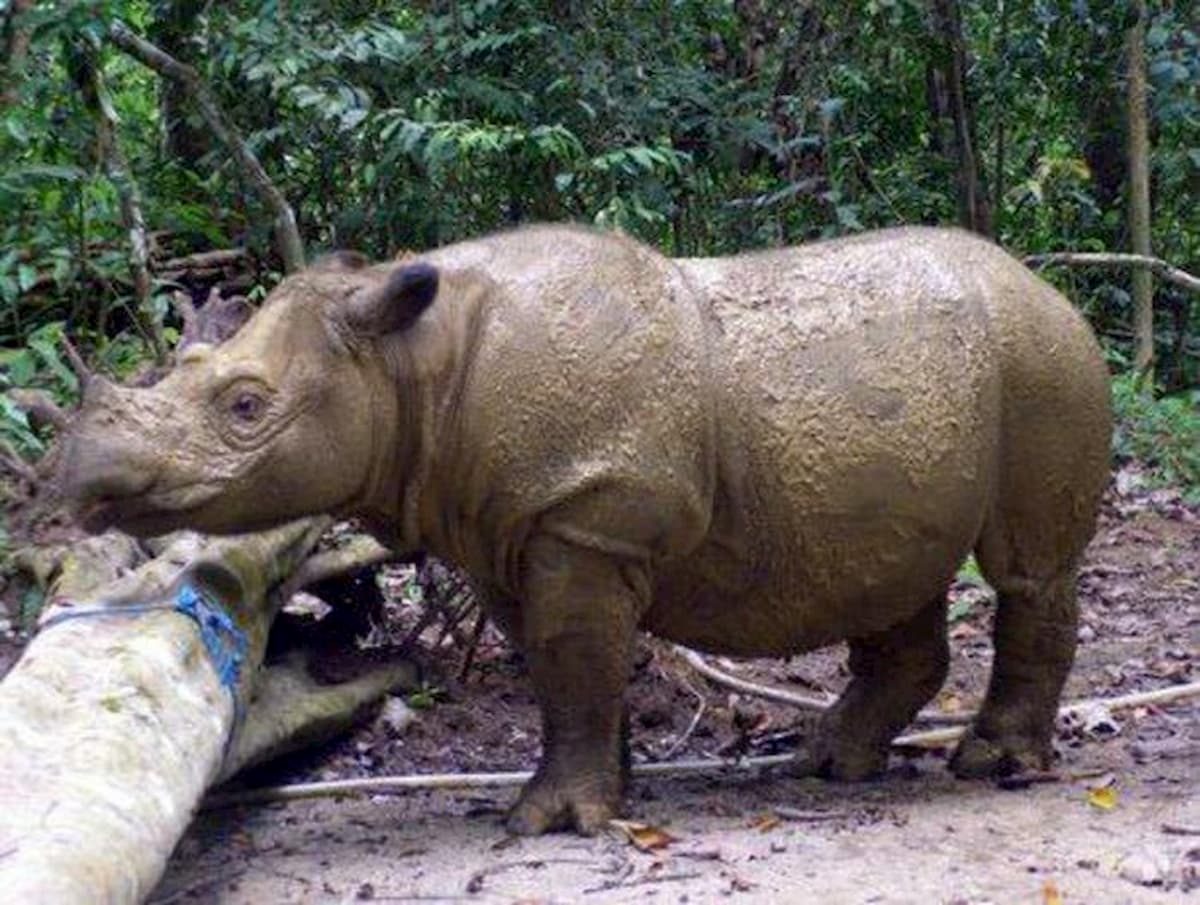 Rinoceronte di Sumatra, morto l'ultimo esemplare rimasto in Malesia
